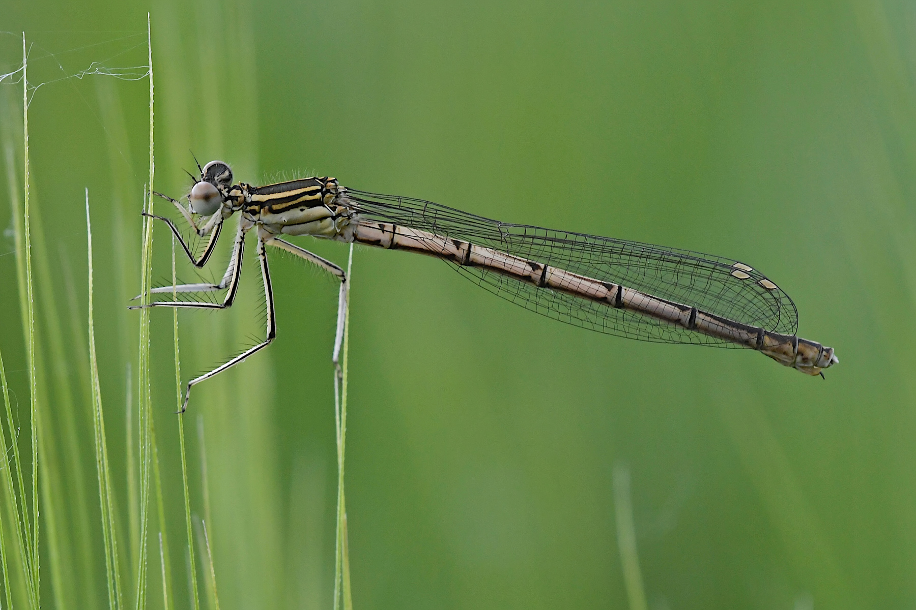Prima damigella della stagione