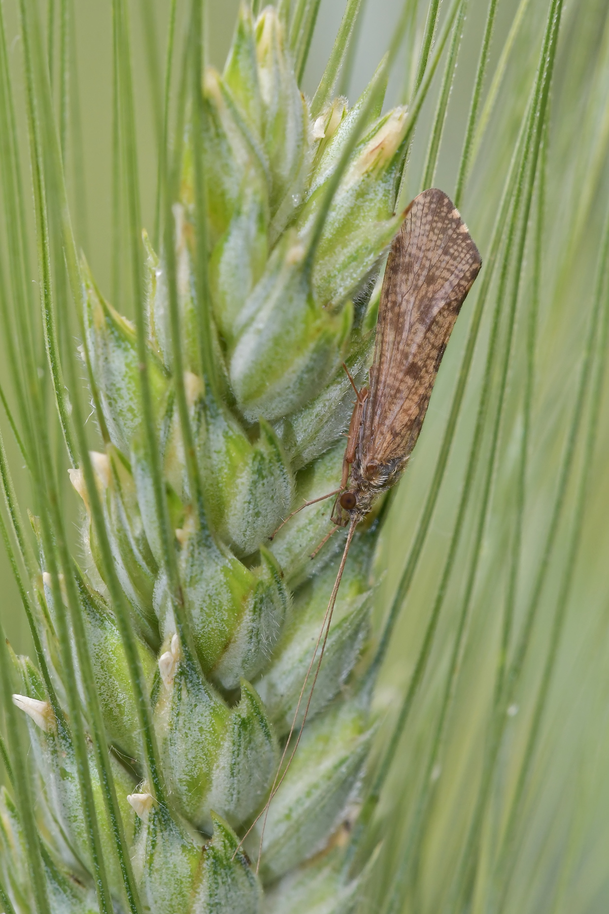 Piccola falena dalle lunghe antenne