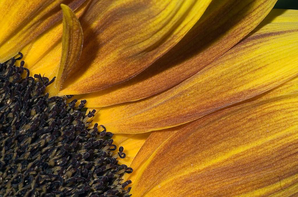 Euroflora06-Girasole