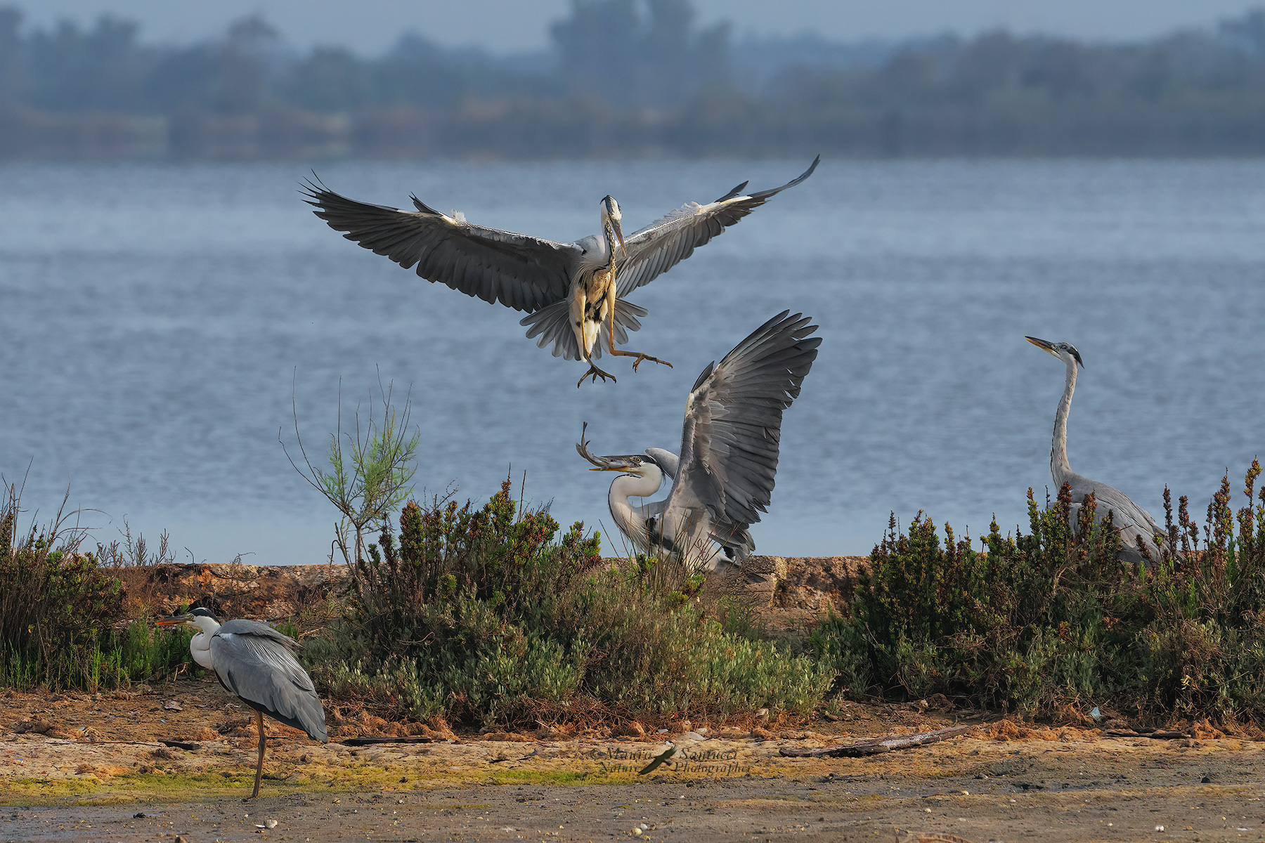 Aironi-cenerini_baruffa-per-un-pesce