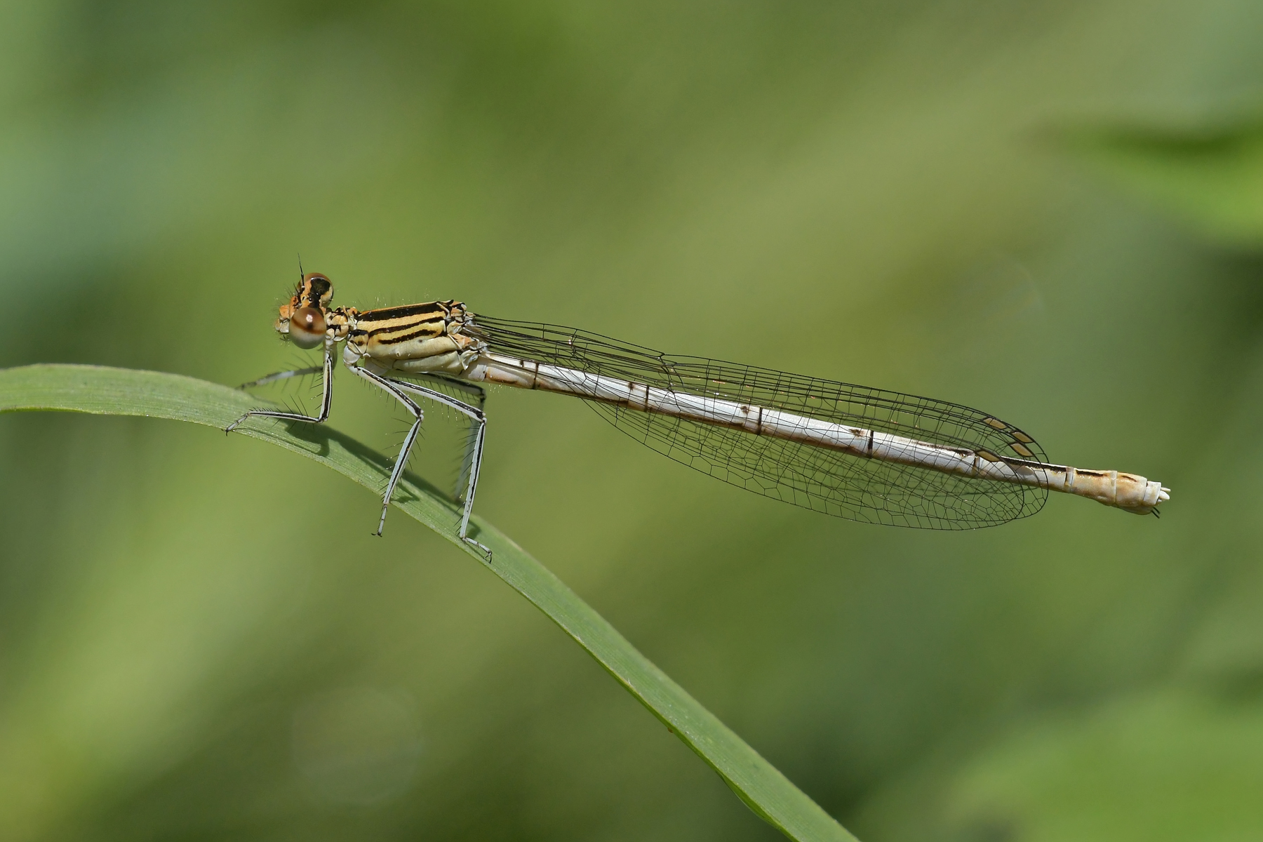 Platycnemis pennipes