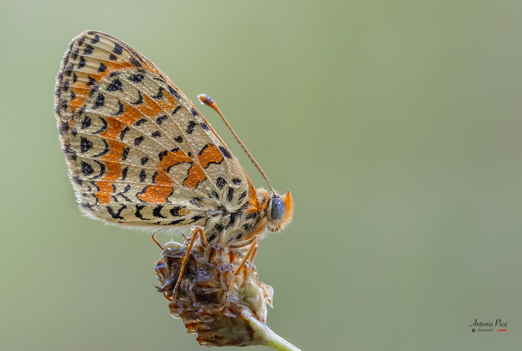 melitaea Didyma1