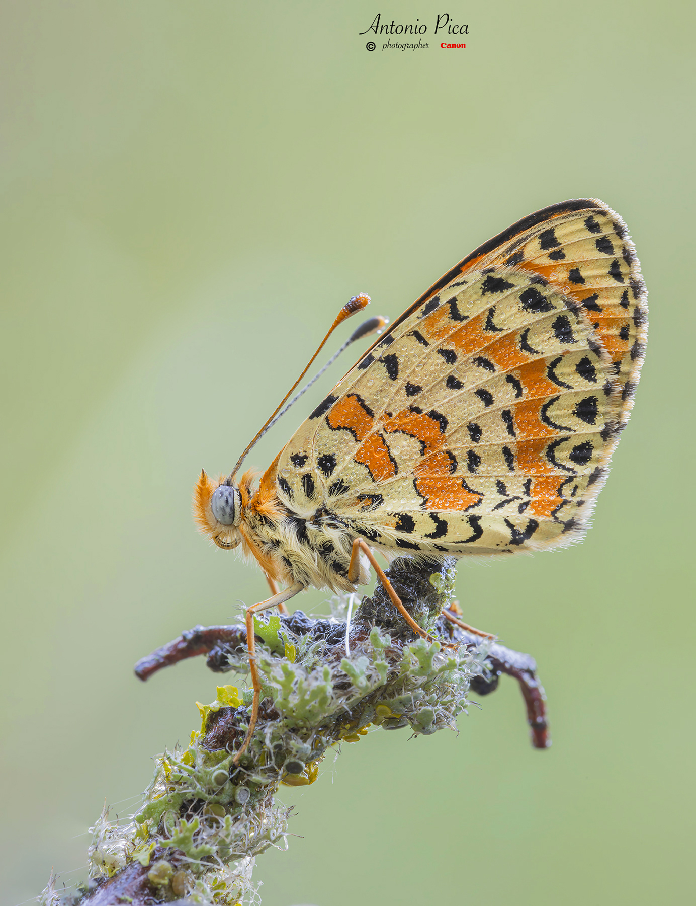 Melitaea Didyma2