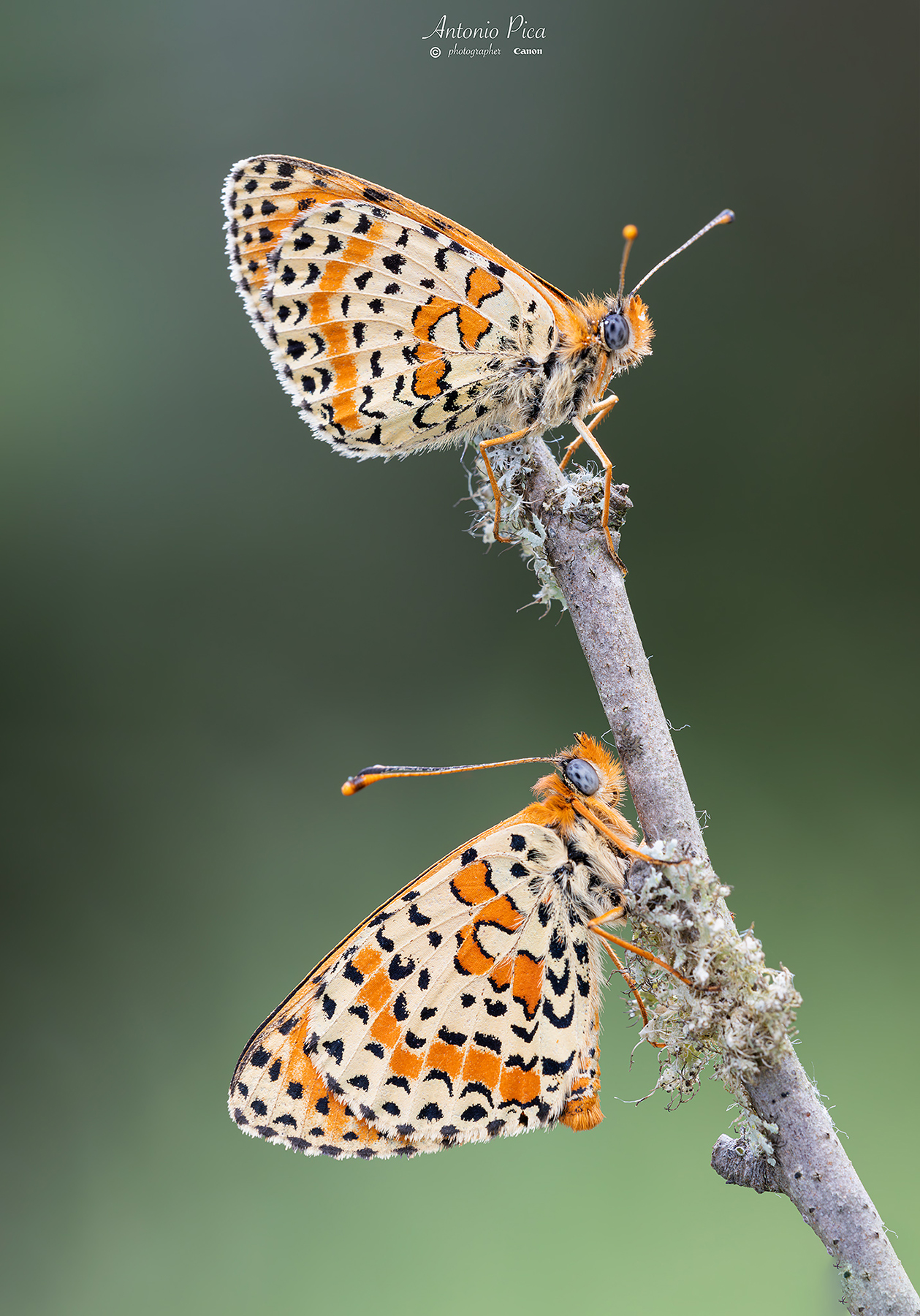 TWO Melitaea is meglio che one