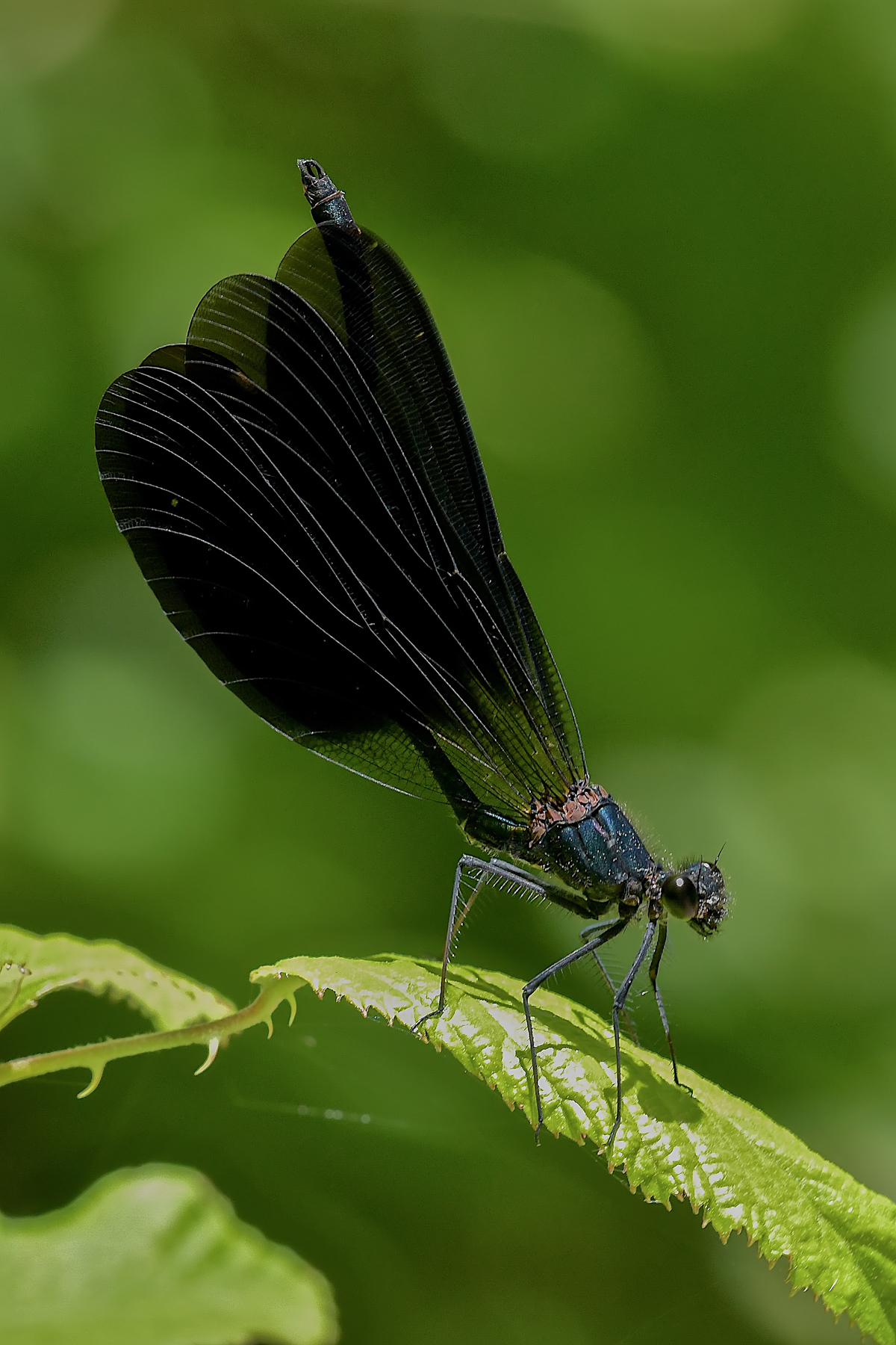 Caleopteryx haemorroidalis