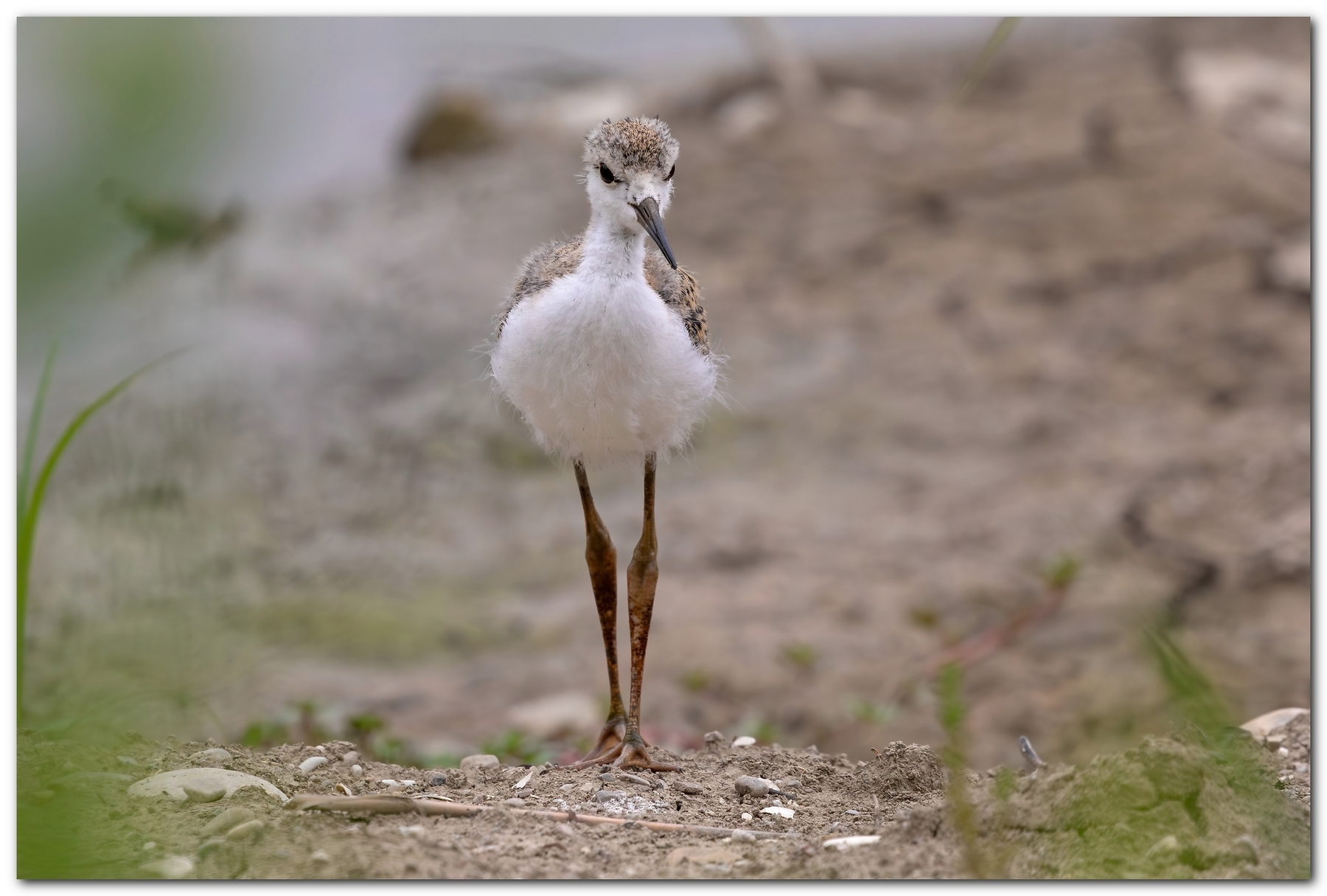 Piccolo di Cavaliere d'Italia