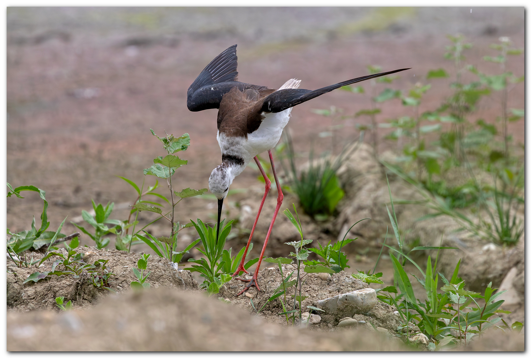 L'inchino del cavaliere