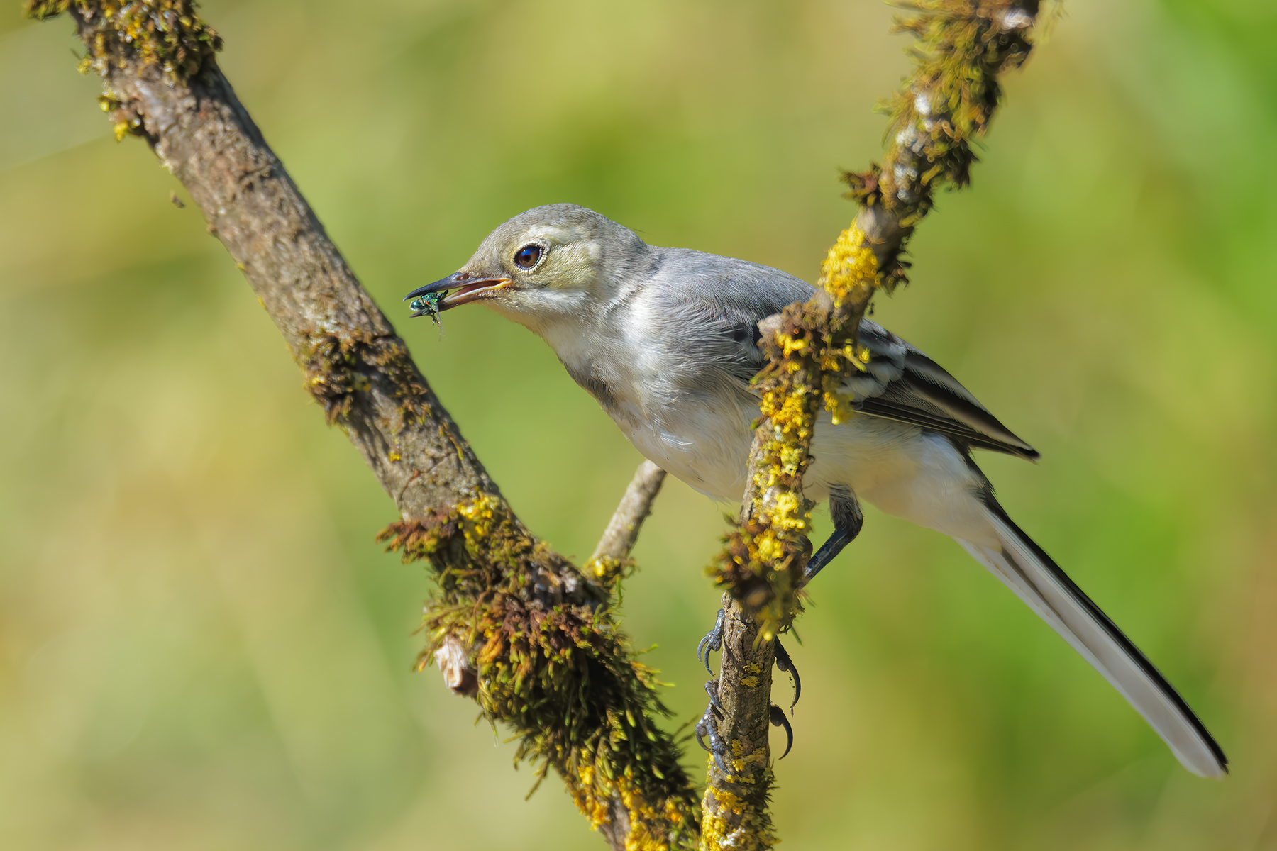Ballerina bianca con preda
