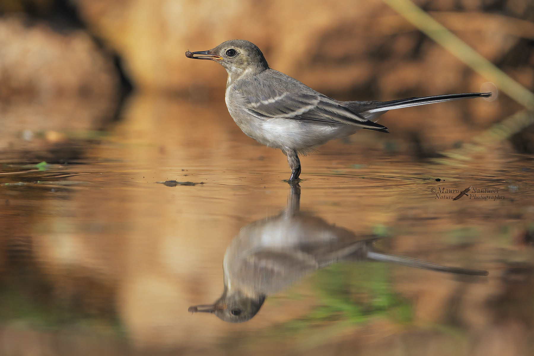 Ballerina-bianca_DSC09026