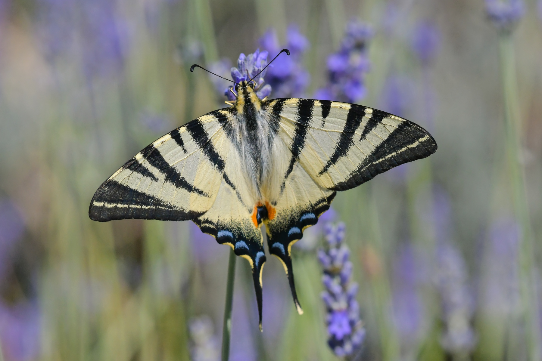 Podalirio in alimentazione
