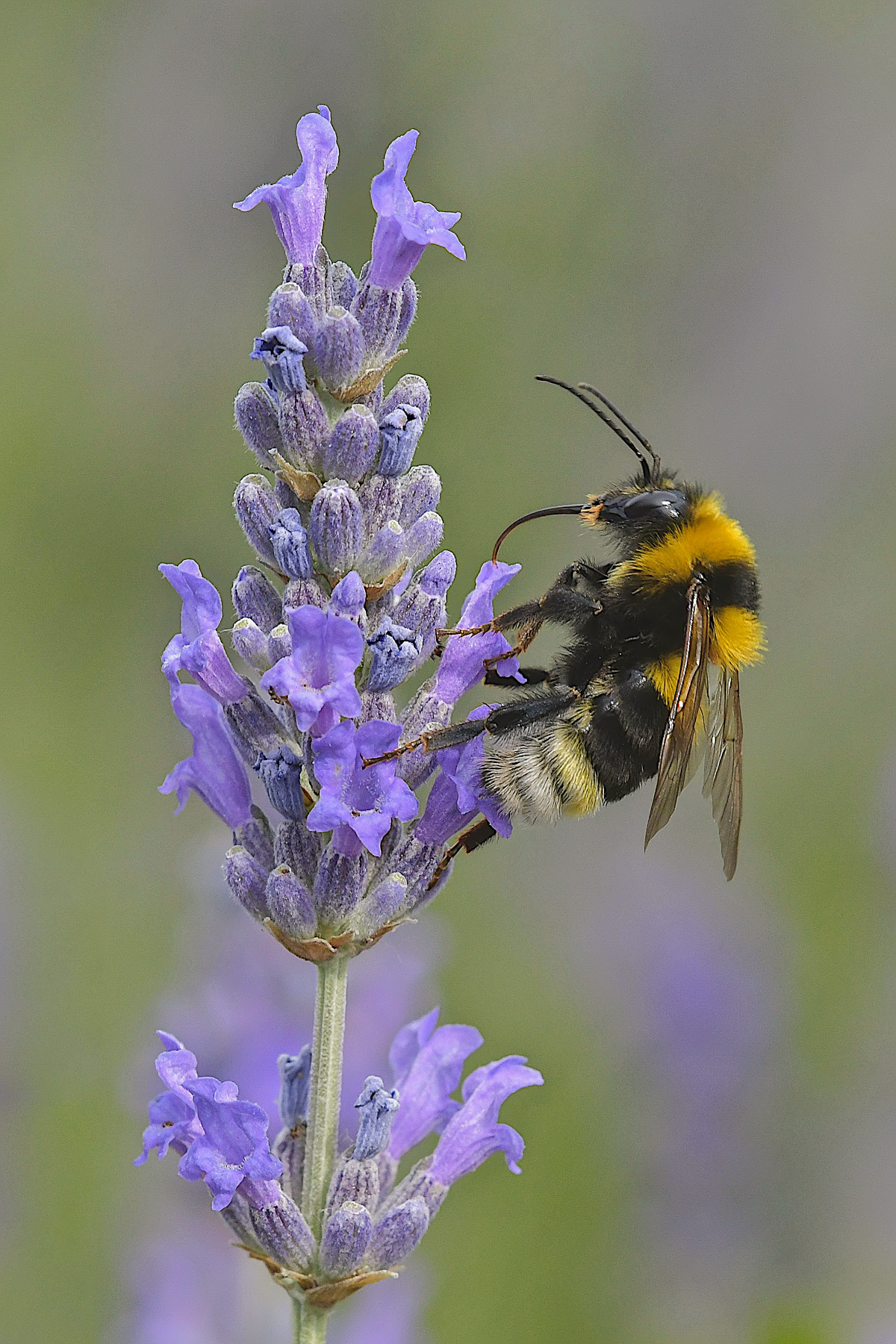 Imenottero su lavanda