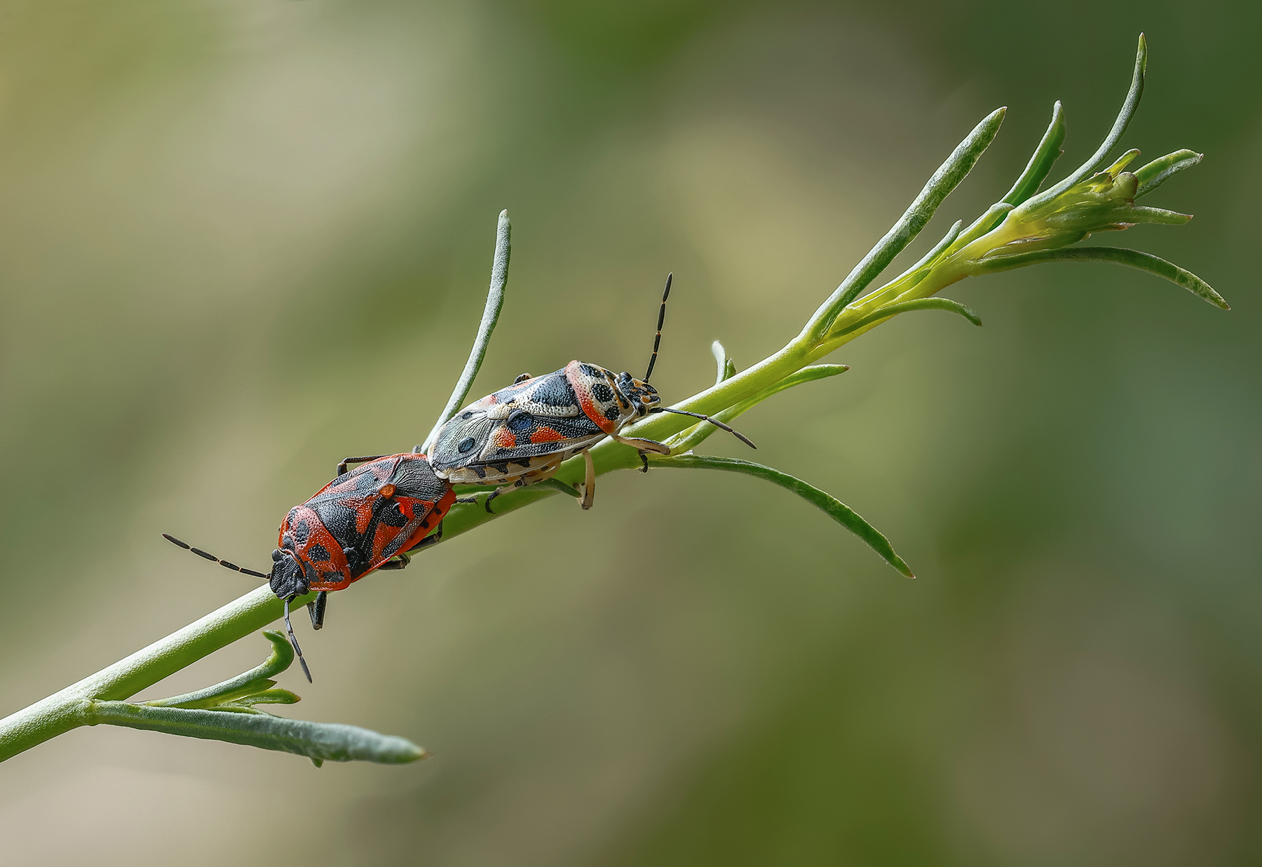 cimice del cavolofiore