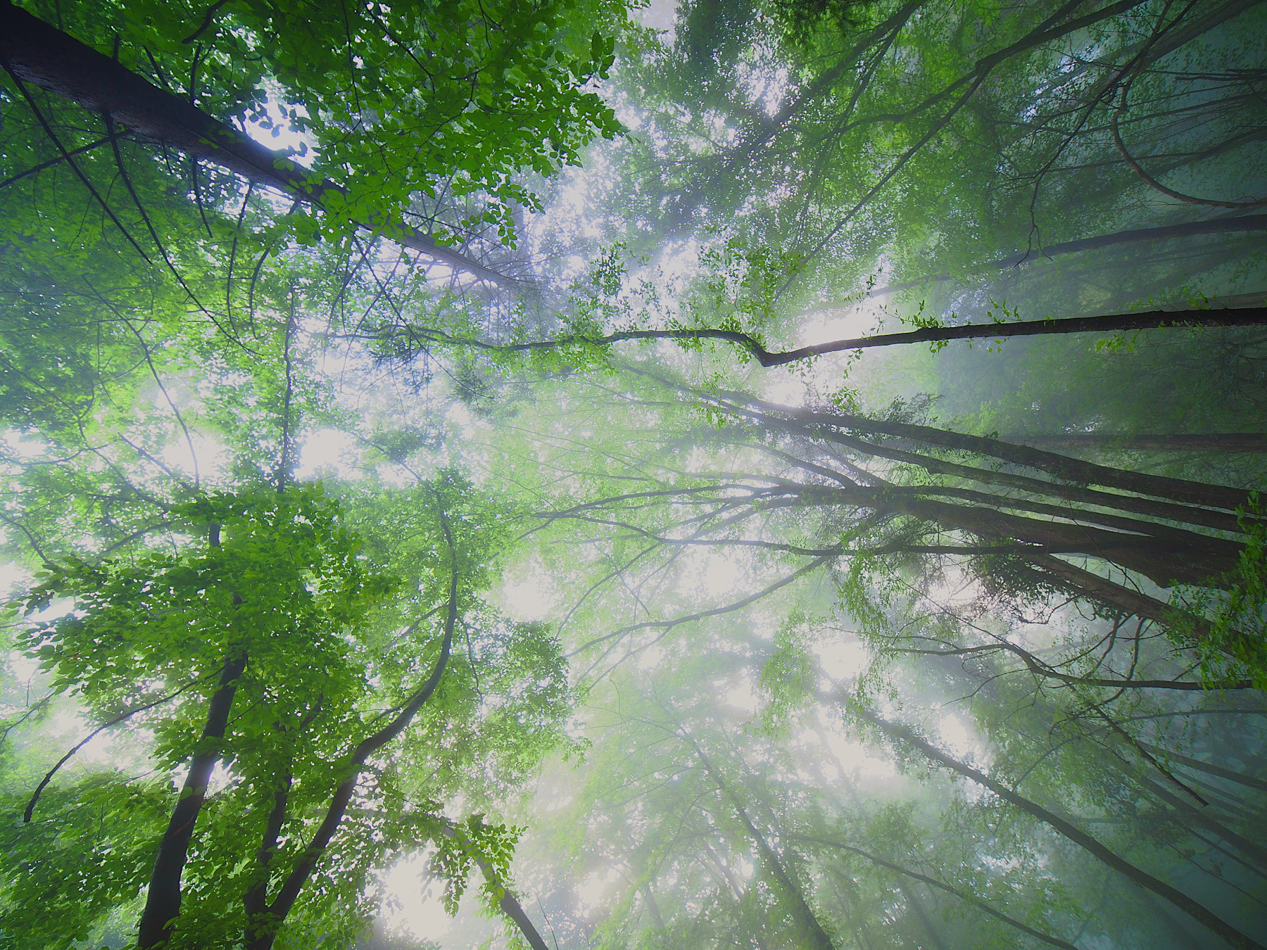 Controluce nel bosco
