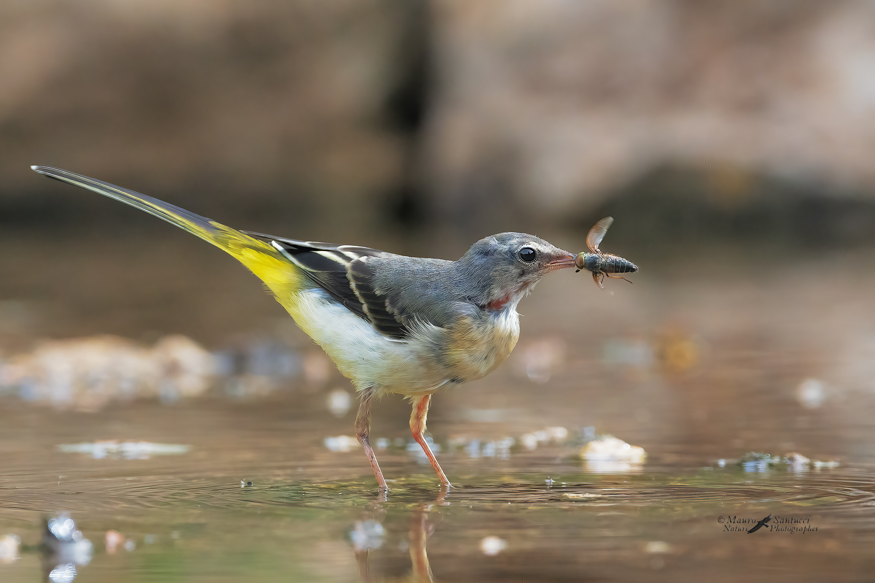 Ballerina-gialla-con-preda_DSC09732