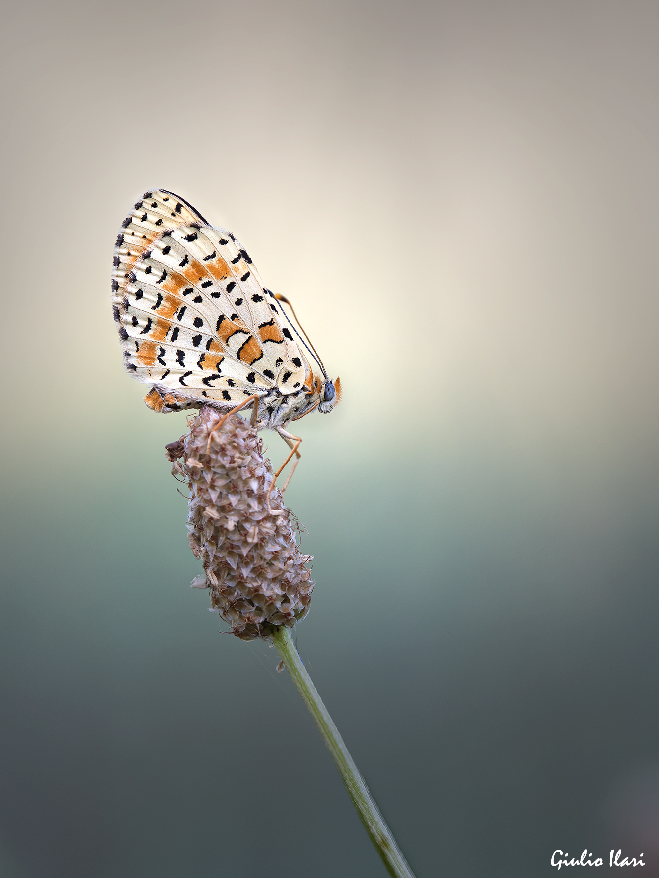 Melitaea didyma