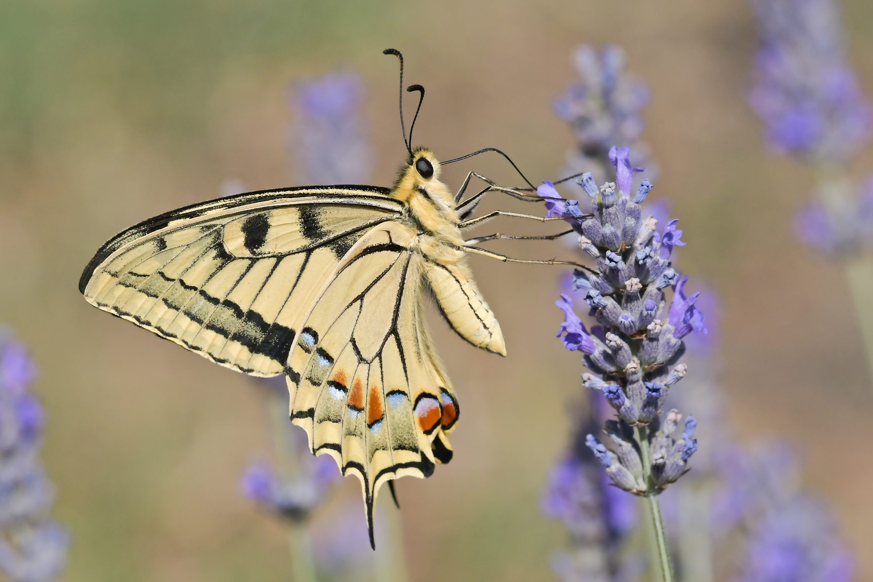 Macaone in piena azione