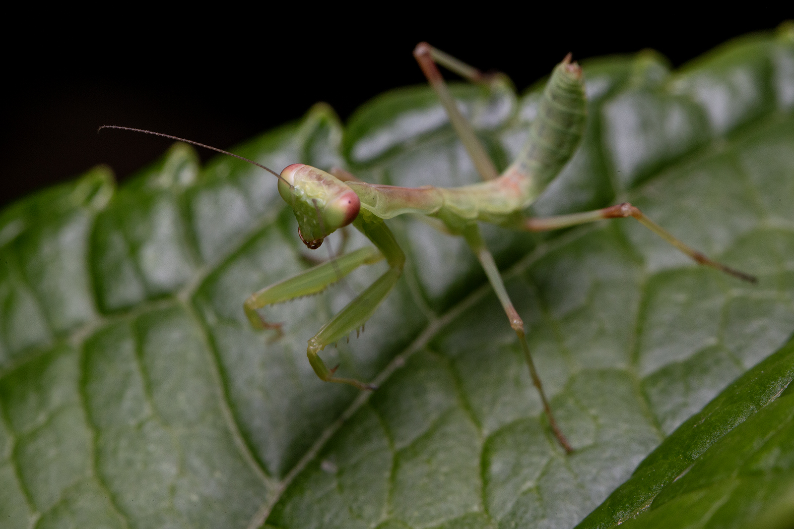 piccola mantide