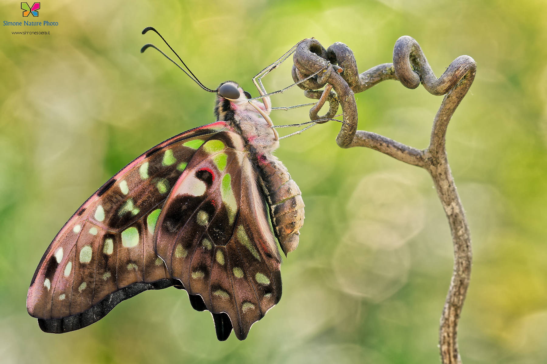Papilio Graphium Agamemnon