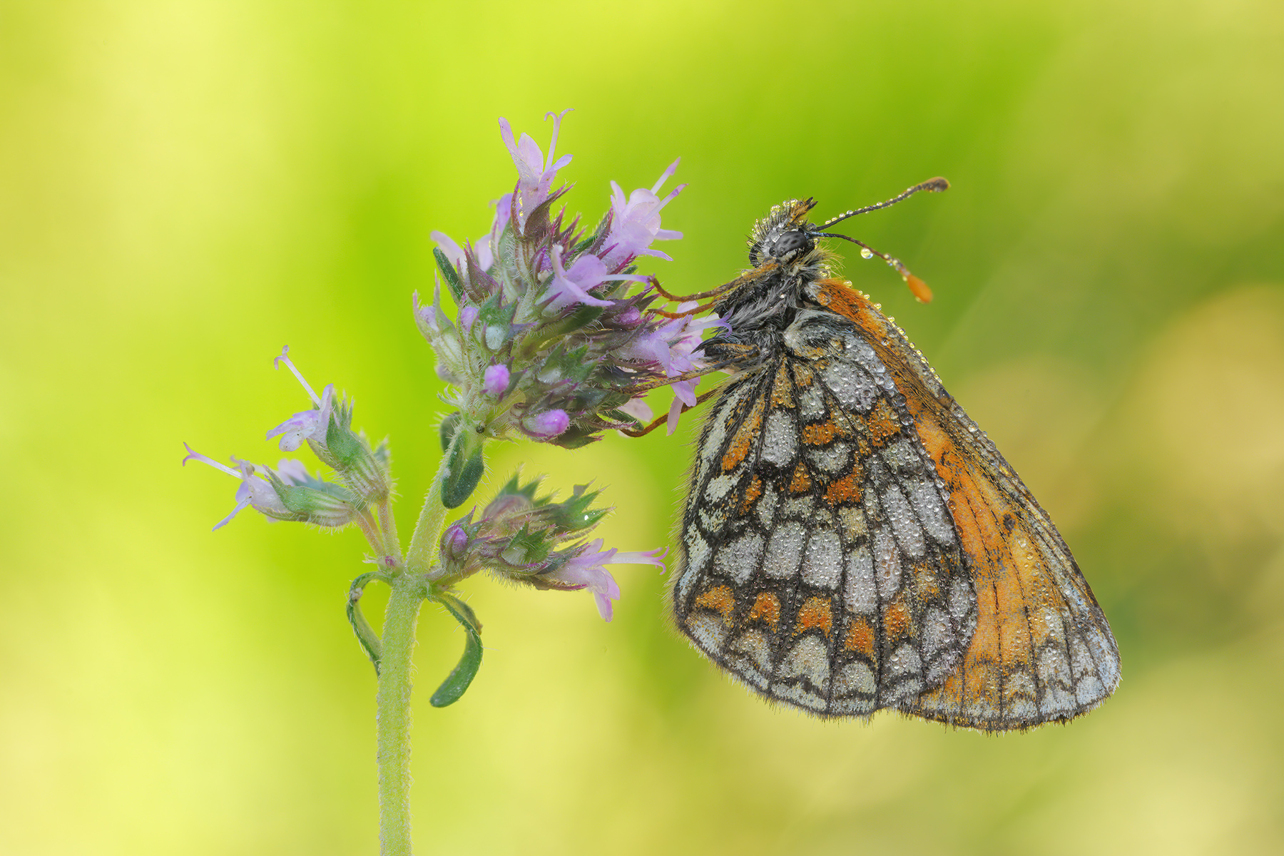 Melitaea athalia