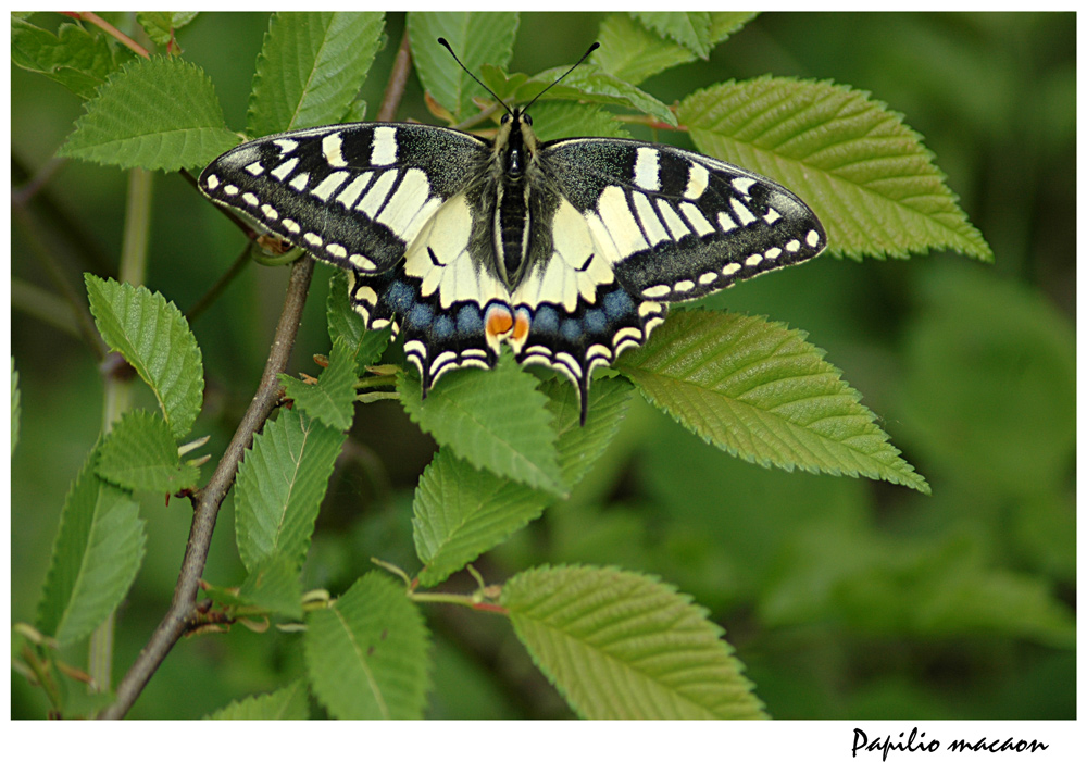 Papilio macaon