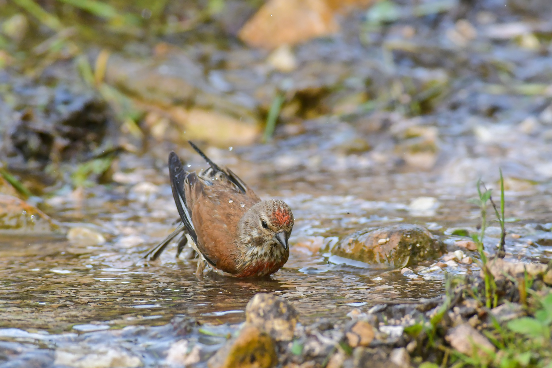 Fanello al bagno