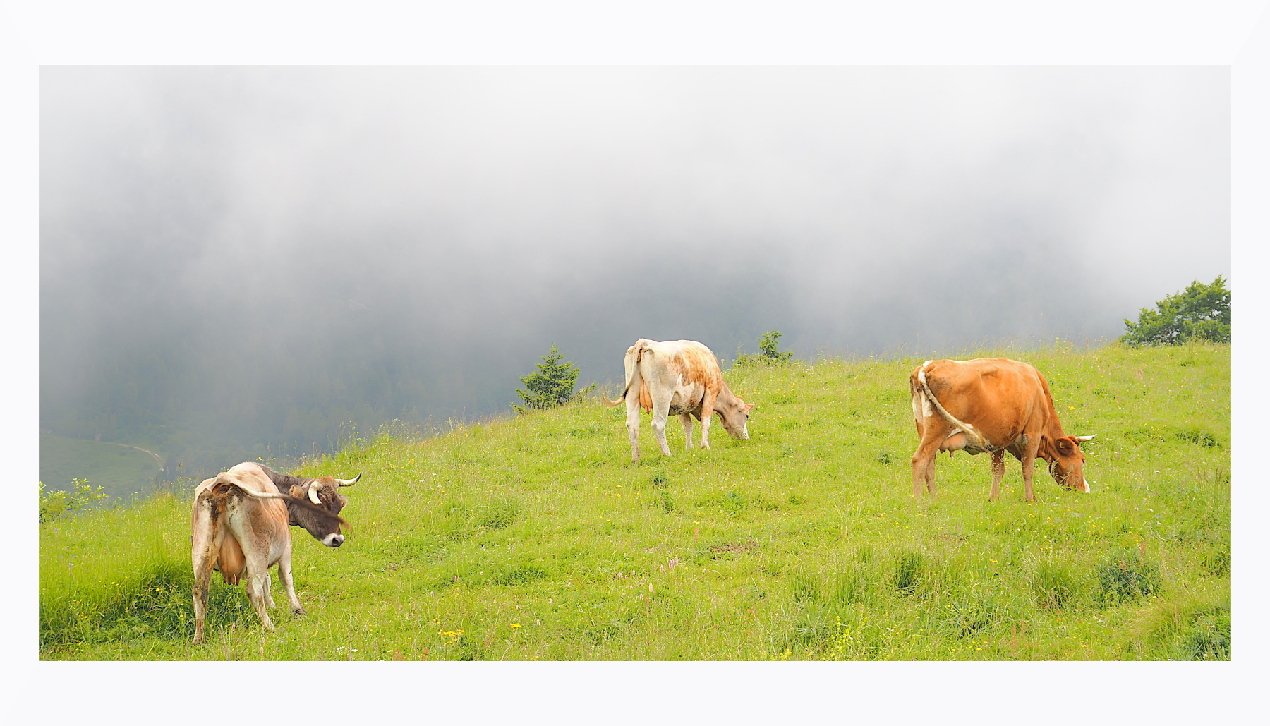al pascolo nebbioso