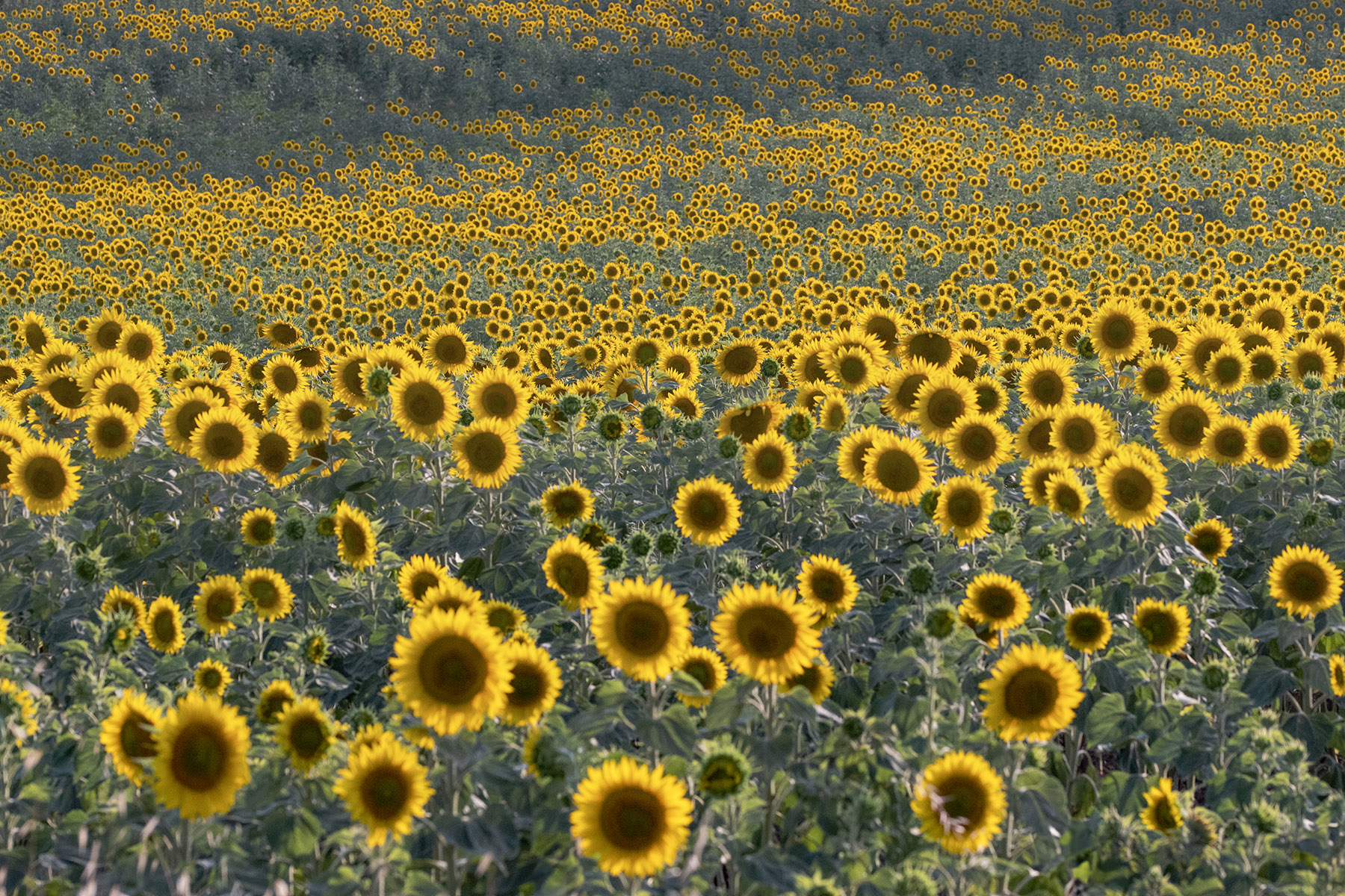 Girasoli_Lug2024_3