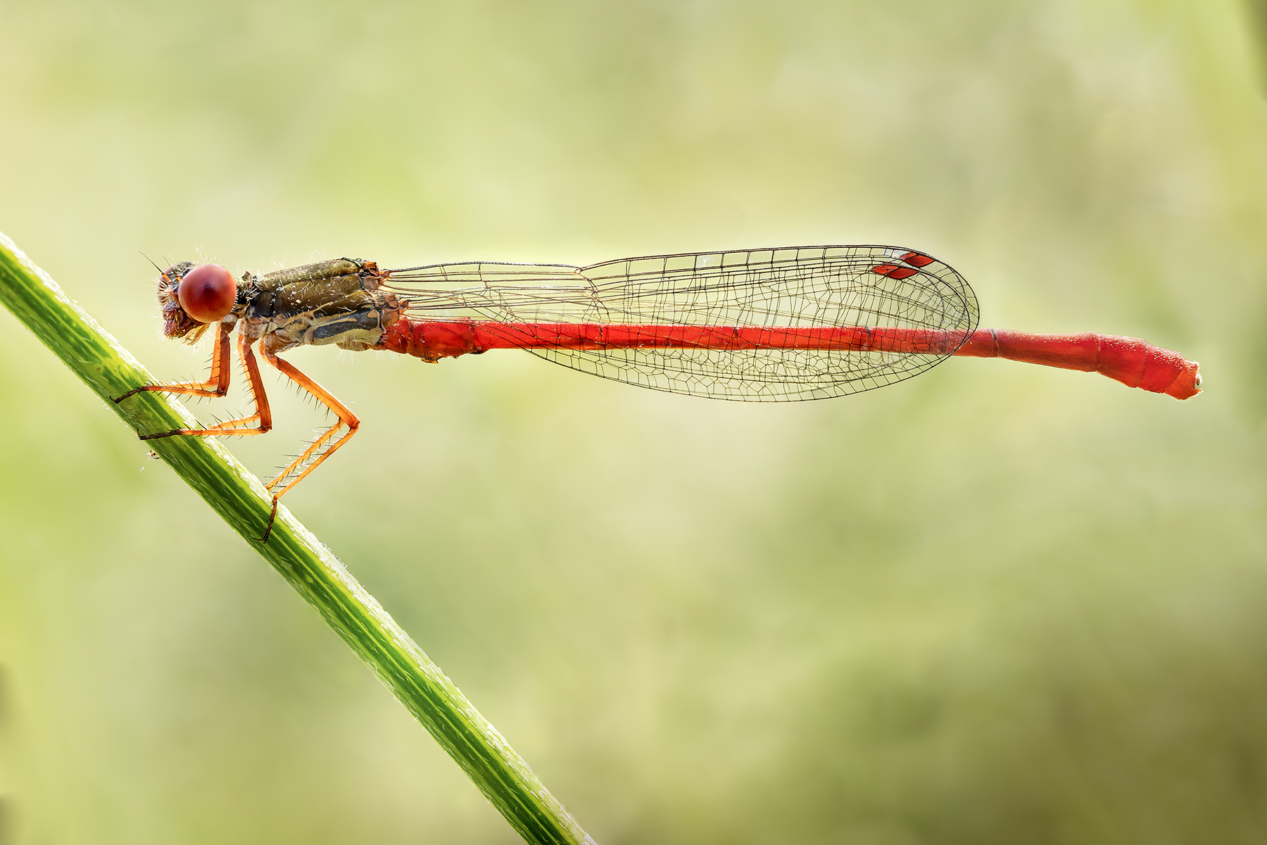 La damigella "milanista"