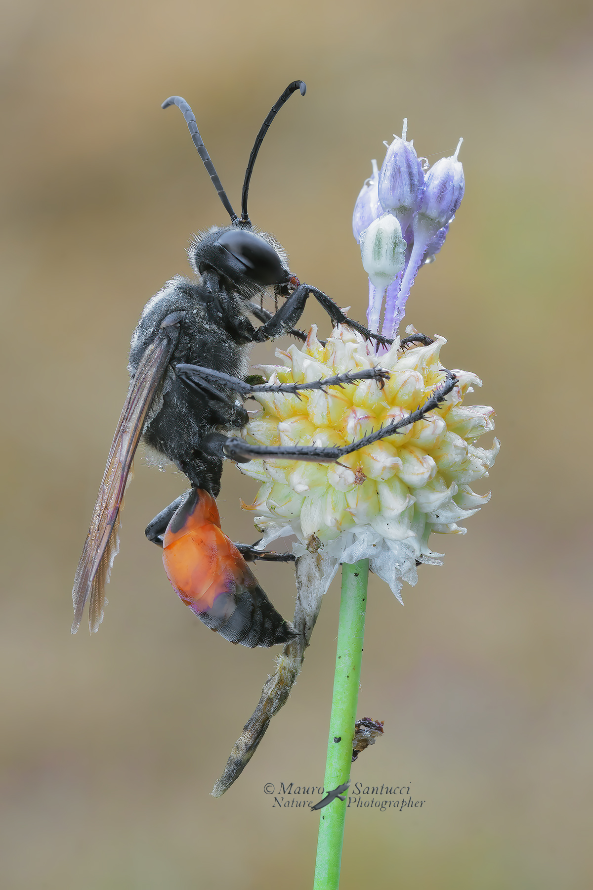 Sphex-funerarius_DSC00503