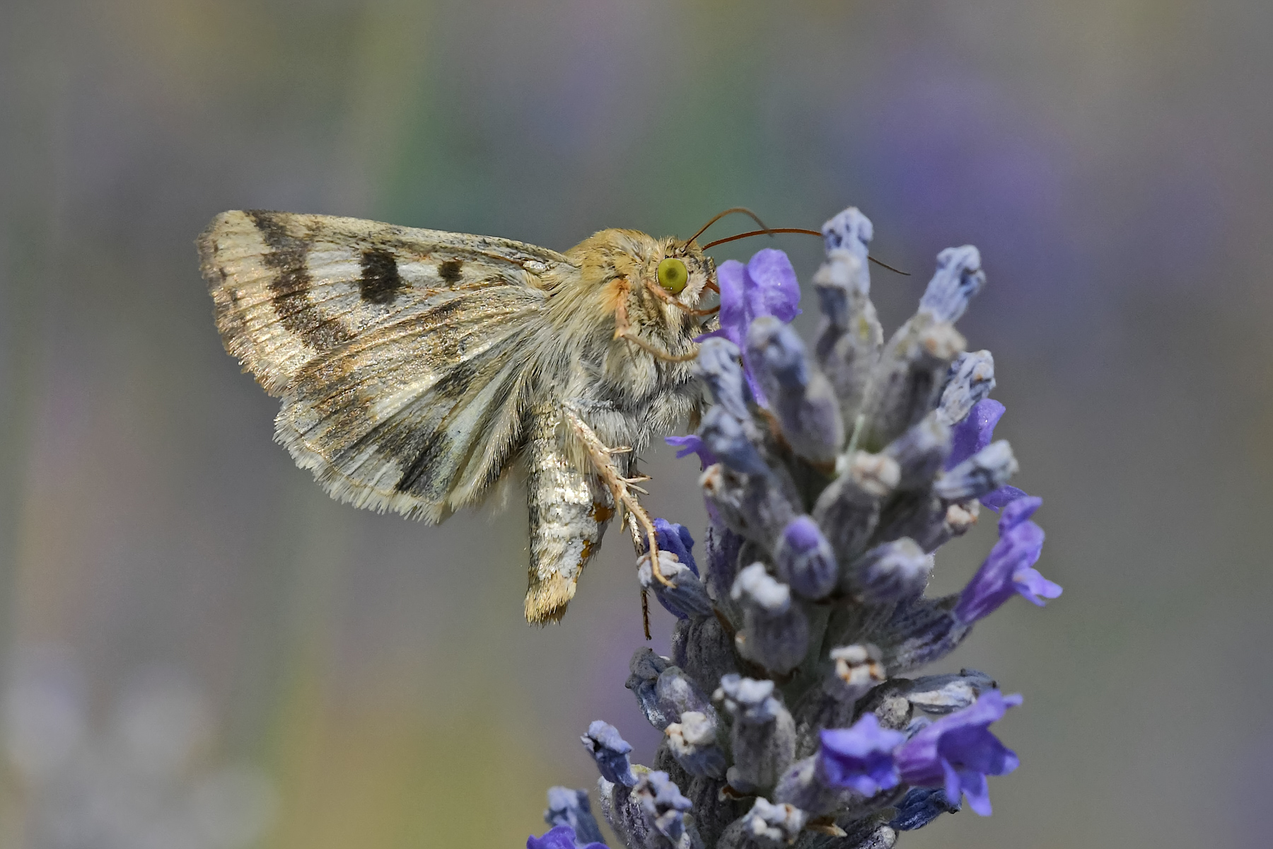 Heliothis su lavanda