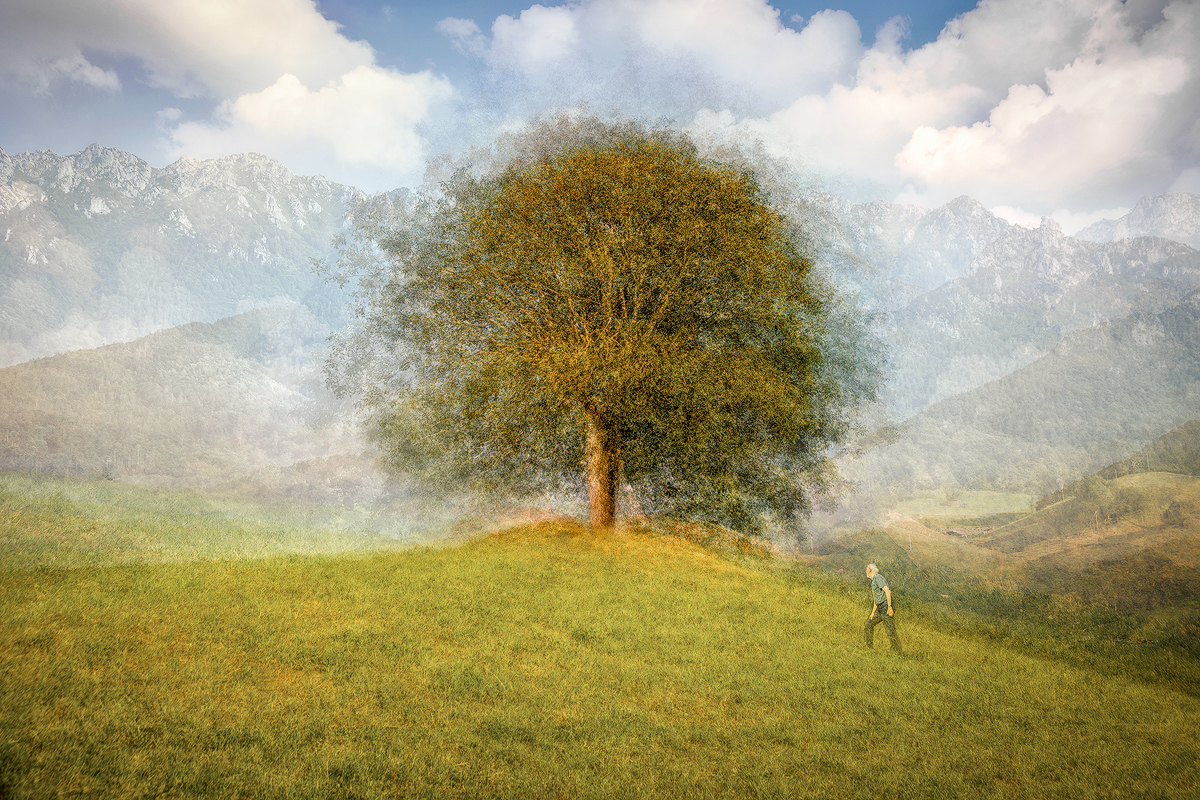 Camminando verso il grande albero