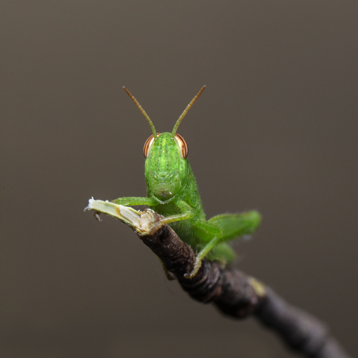 piccola cavalletta II