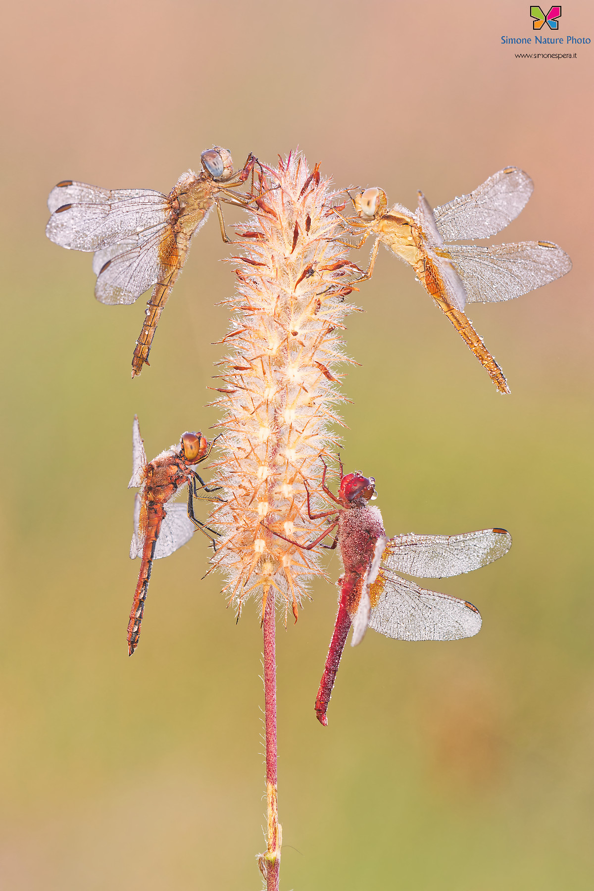 Odonata festival....