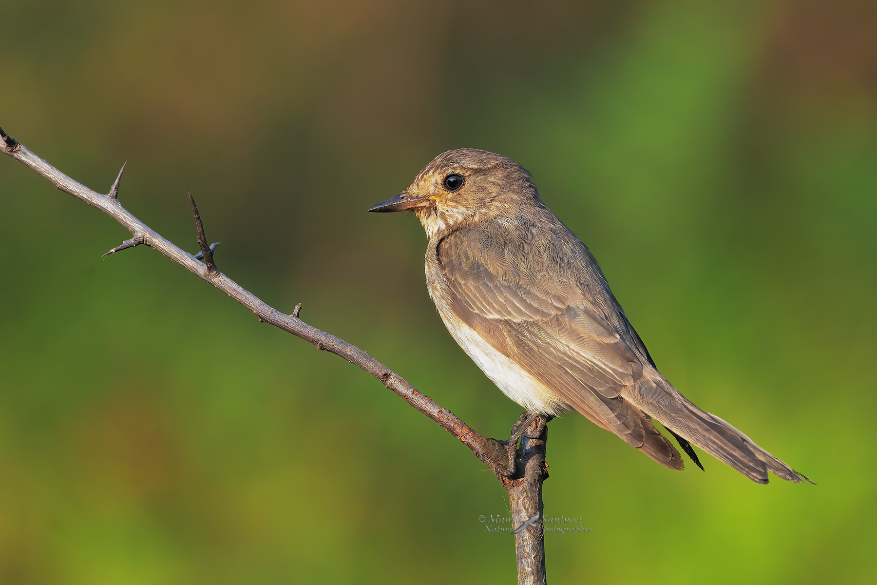 Pigliamosche-con-la-calda-luce-dell'alba_DSC00829