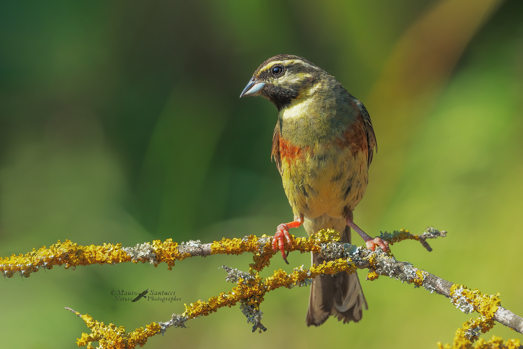 Zigolo-nero_DSC00774