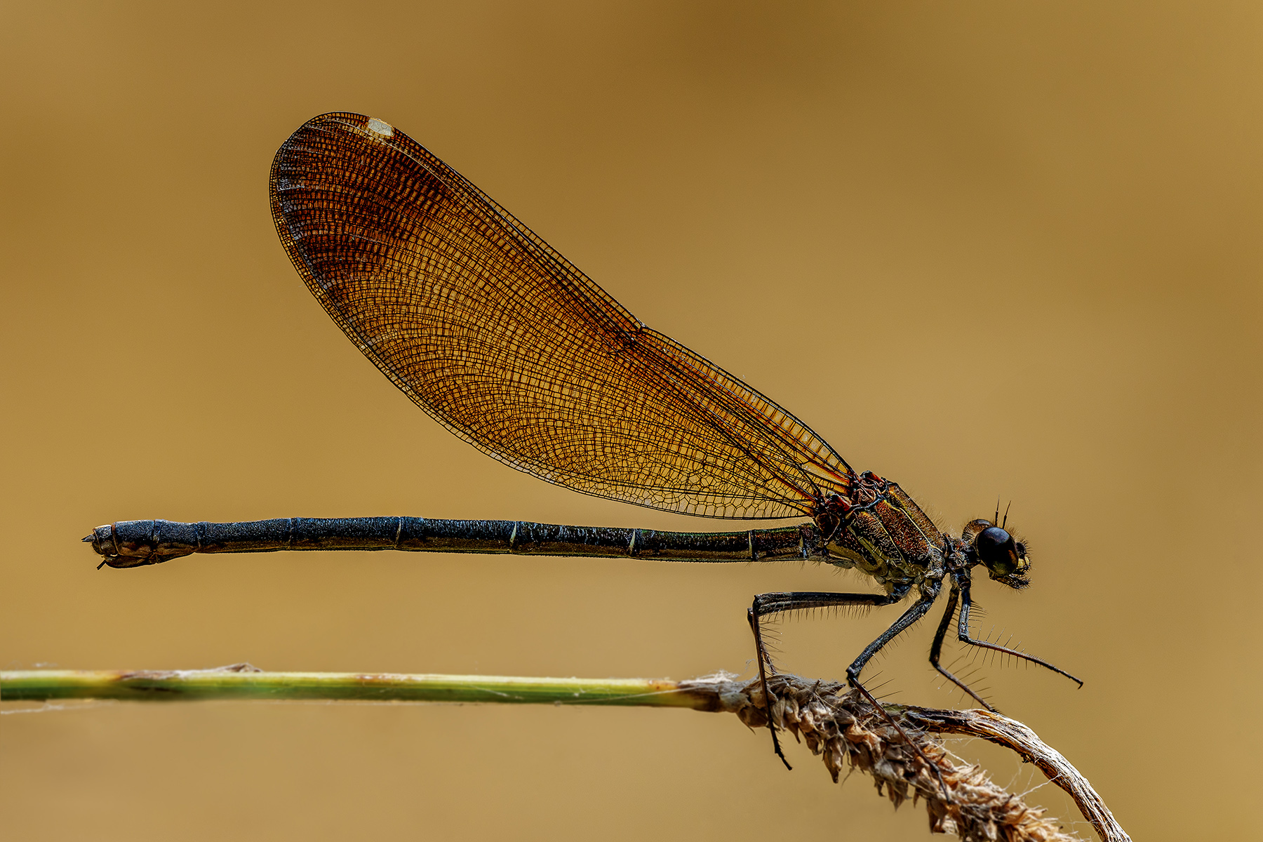Calopteryx haemorrhoidalis