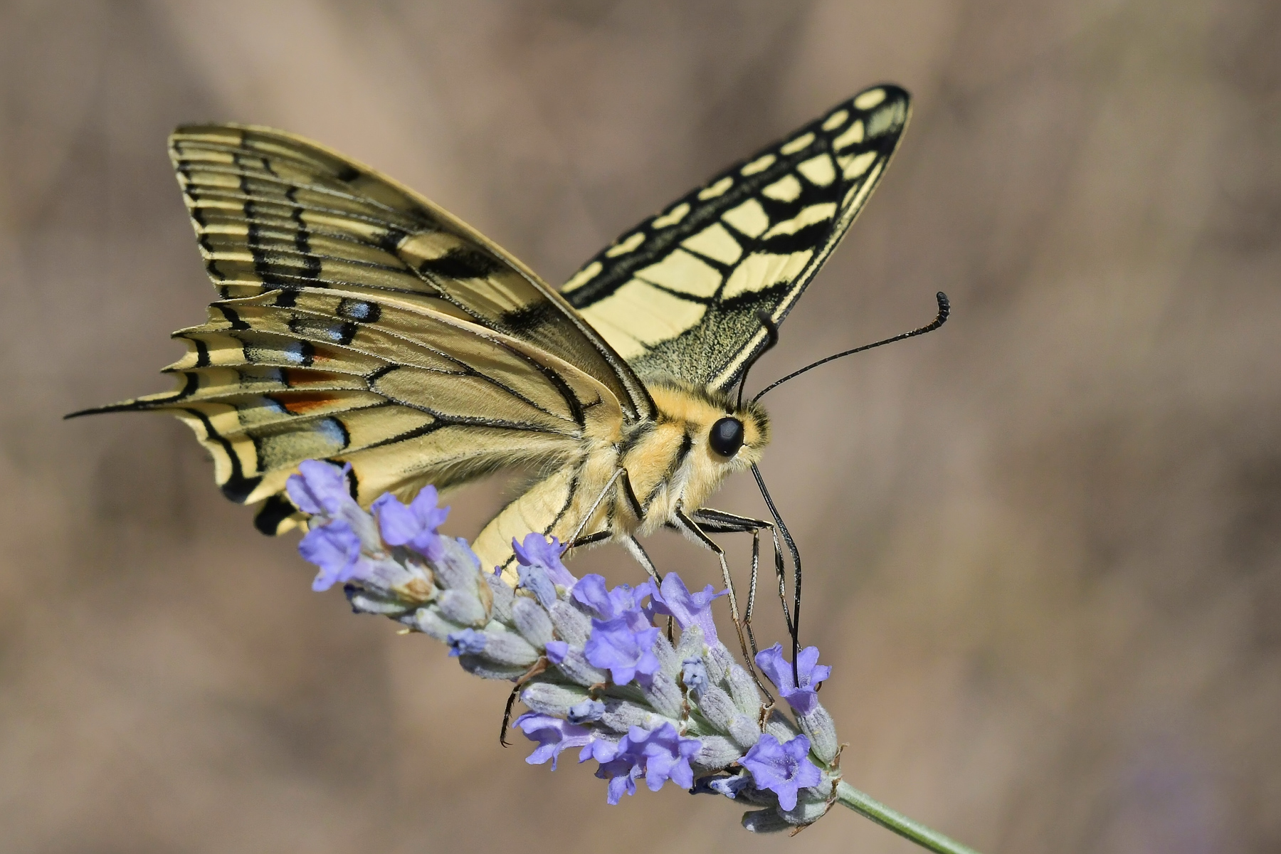 Macaone in alimentazione