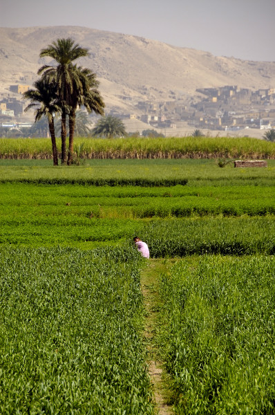 Egitto - 2006