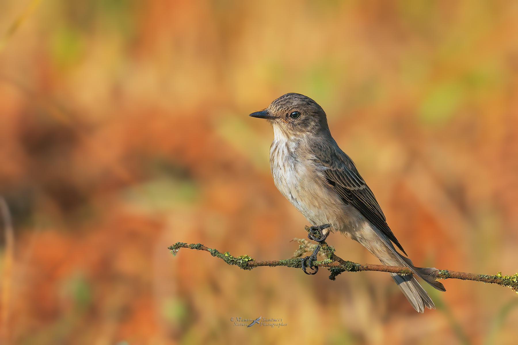 Pigliamosche_DSC01604