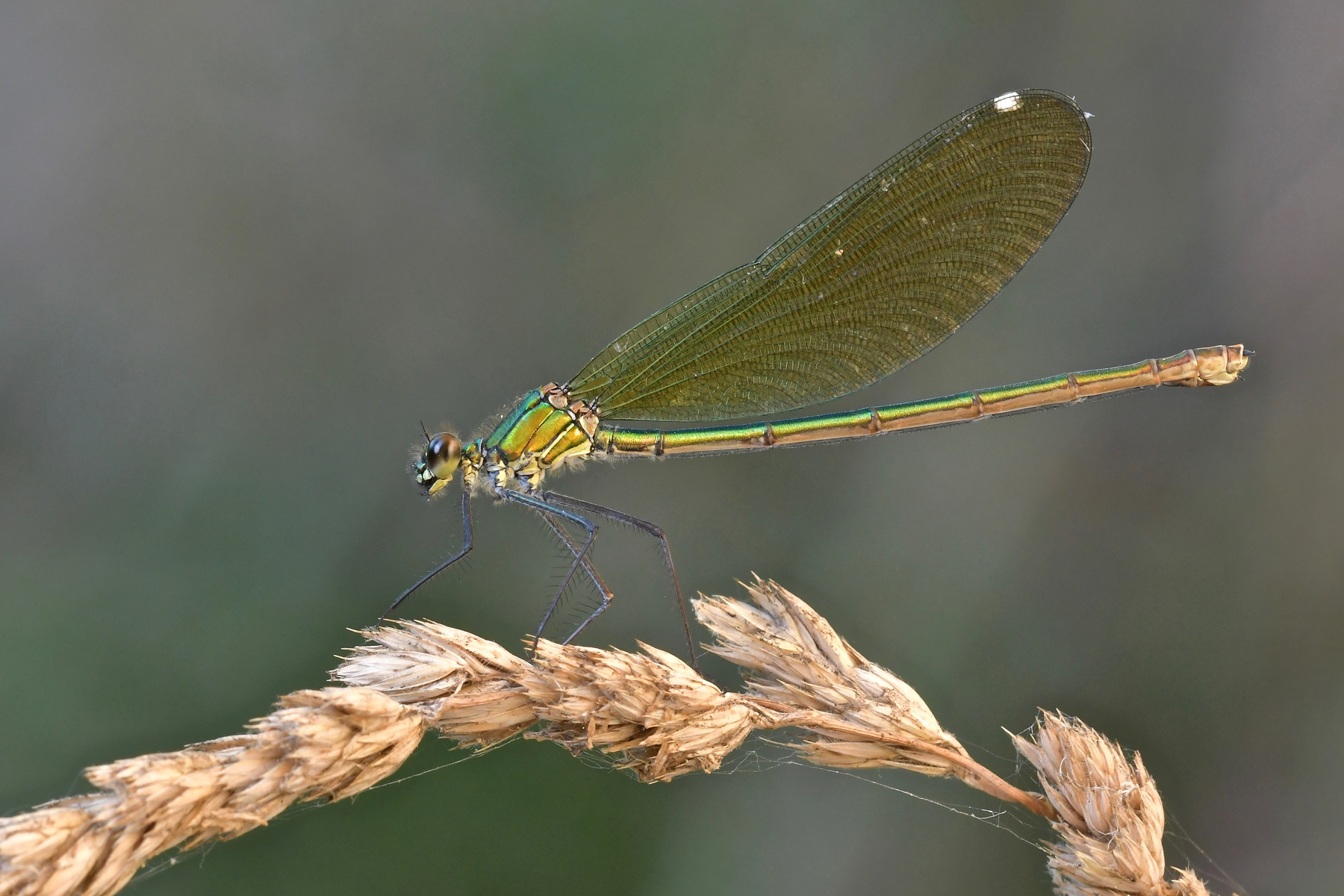 Dorata nella luce dorata