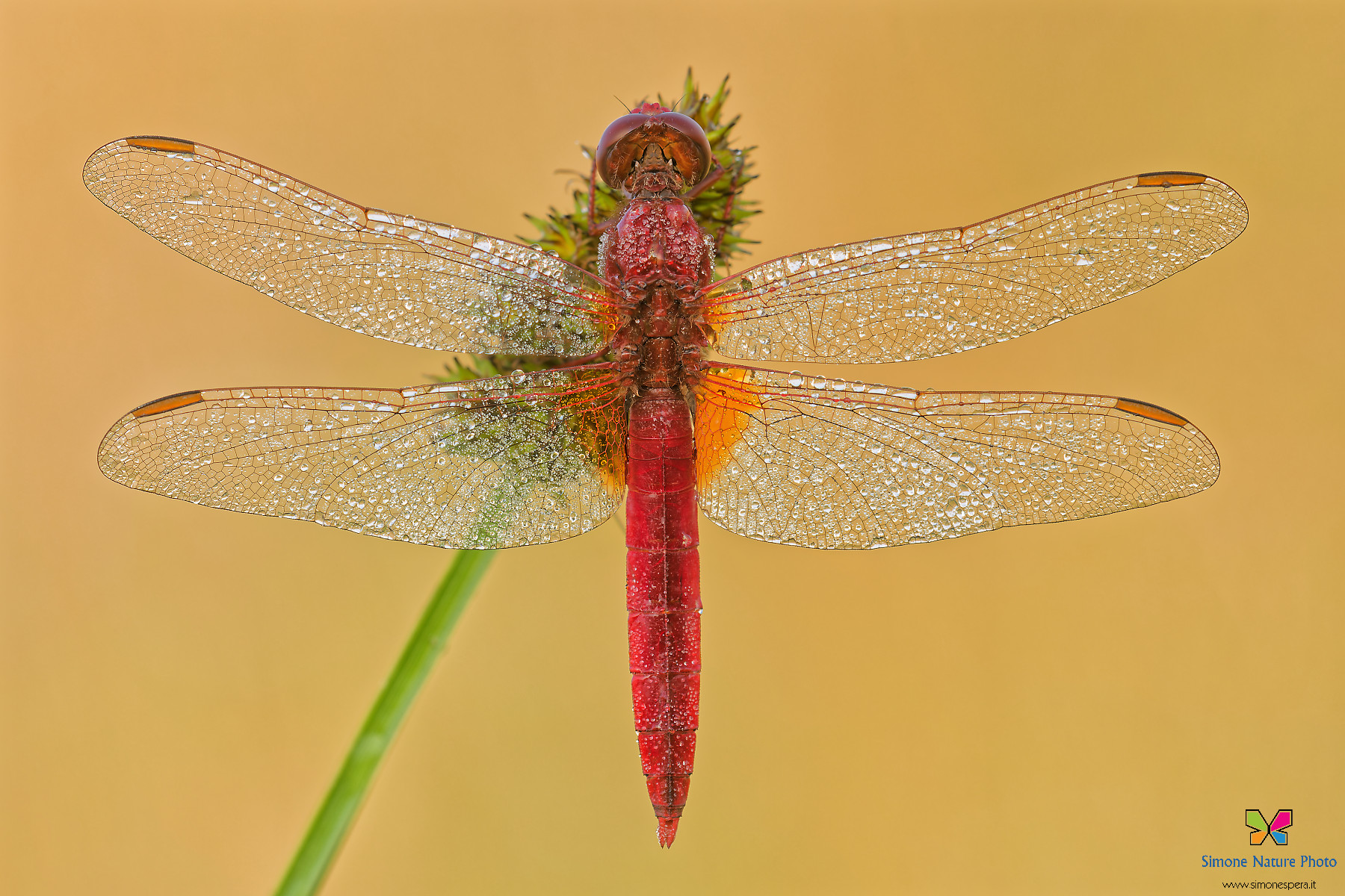 Crocothemis erythraea
