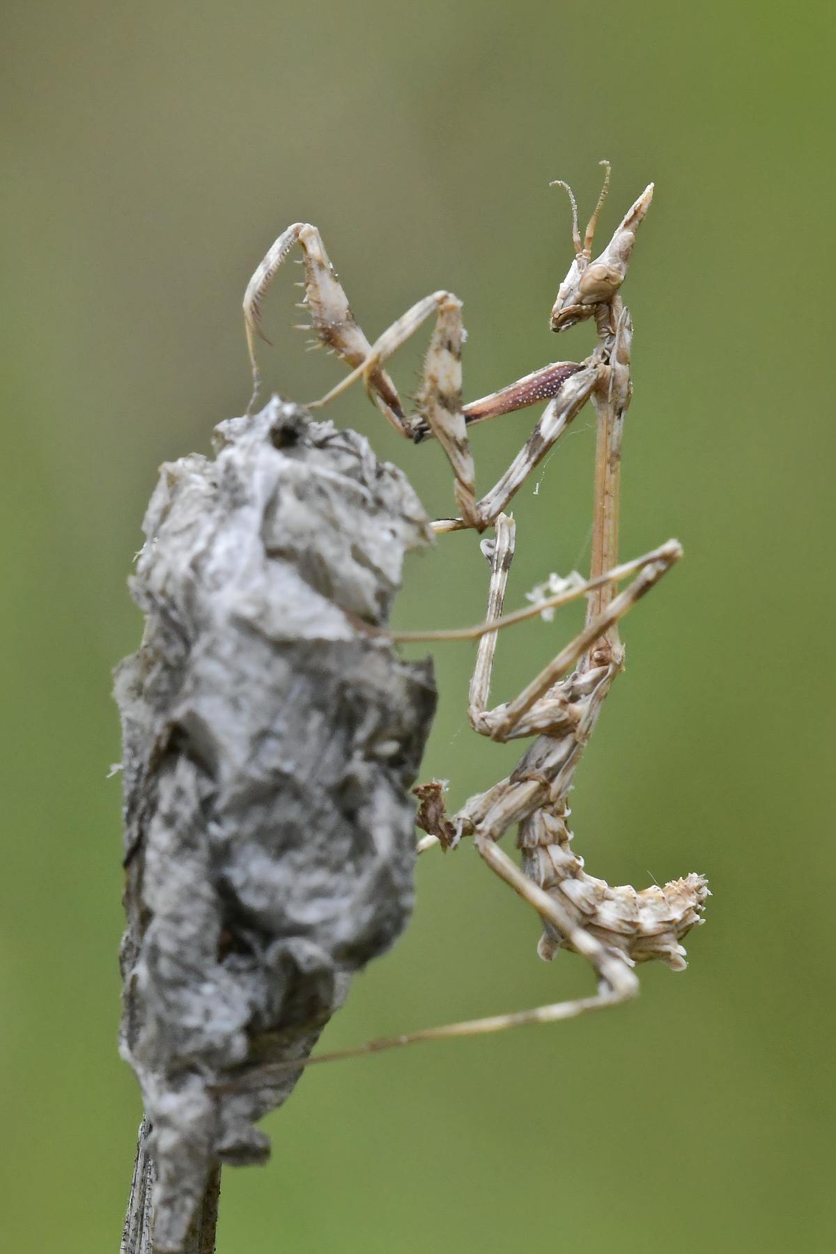 Empusa pennata in arrampicata