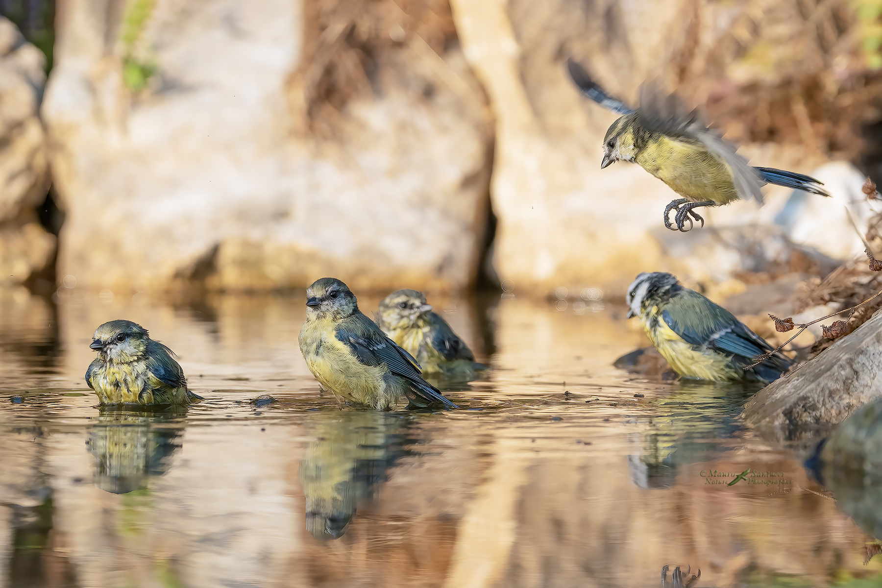 Il-bagnetto-delle-cinciarelle_DSC02490