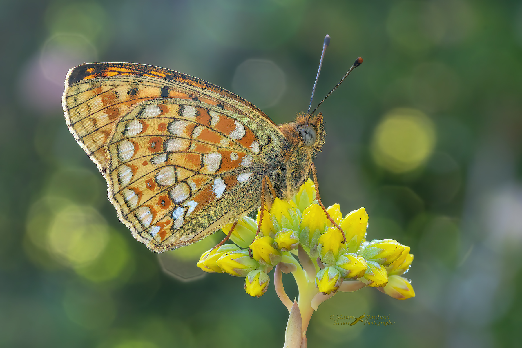 Argynnis-niobe_DSC00103