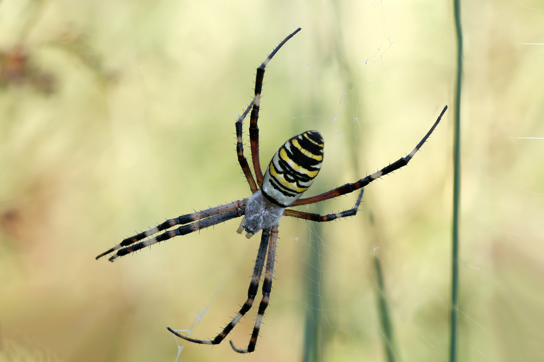 macrofotografiamo...