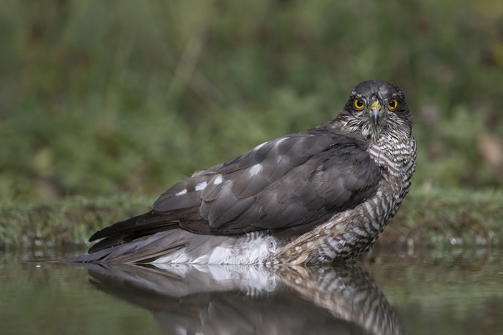 Ritratto dello Sparviere