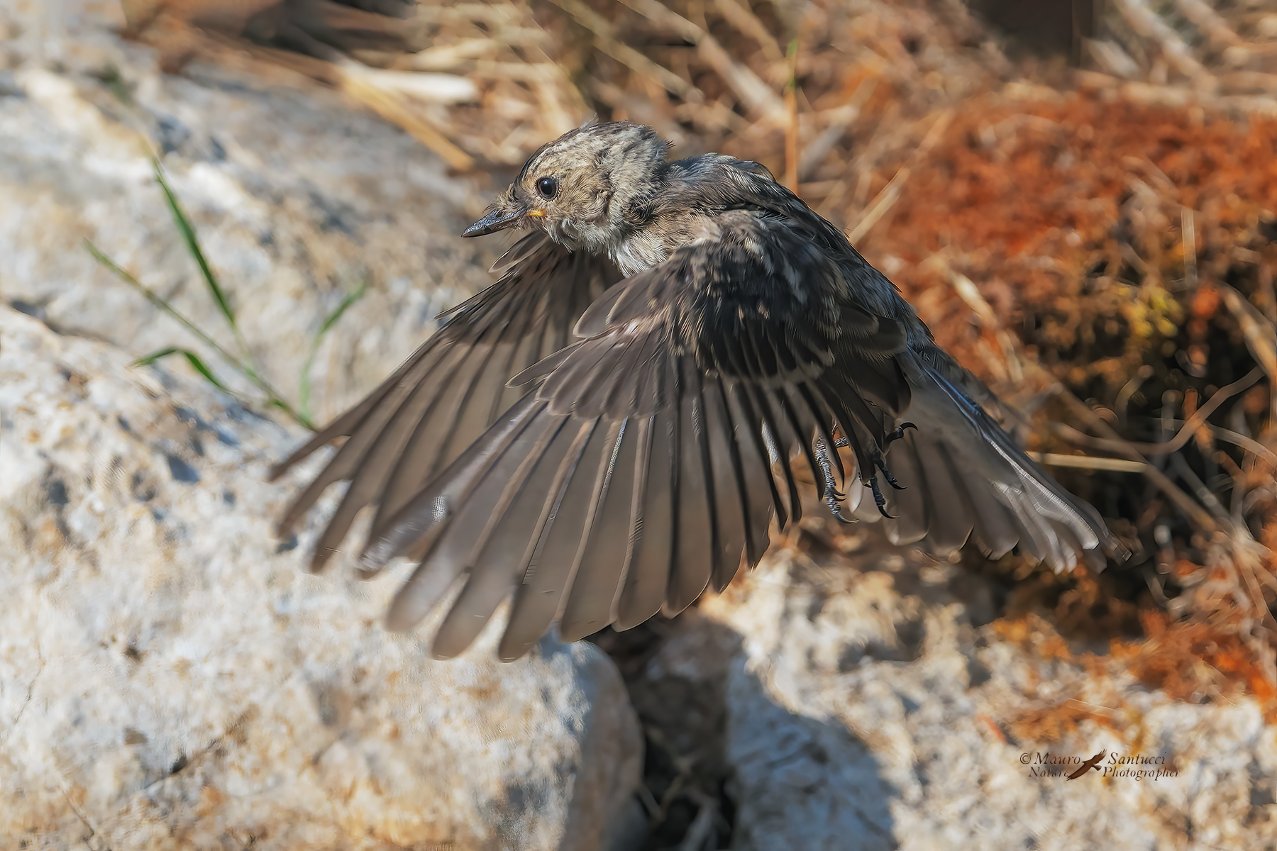 Pigliamosche-in-volo_DSC03258