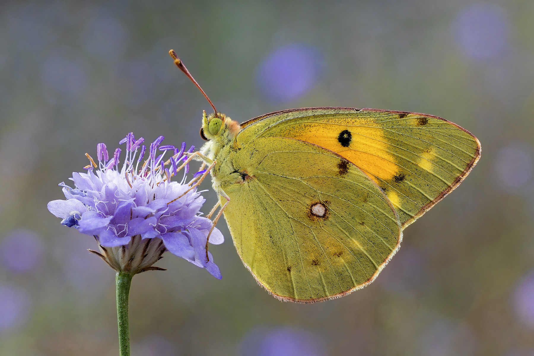 classica ma sempre bella