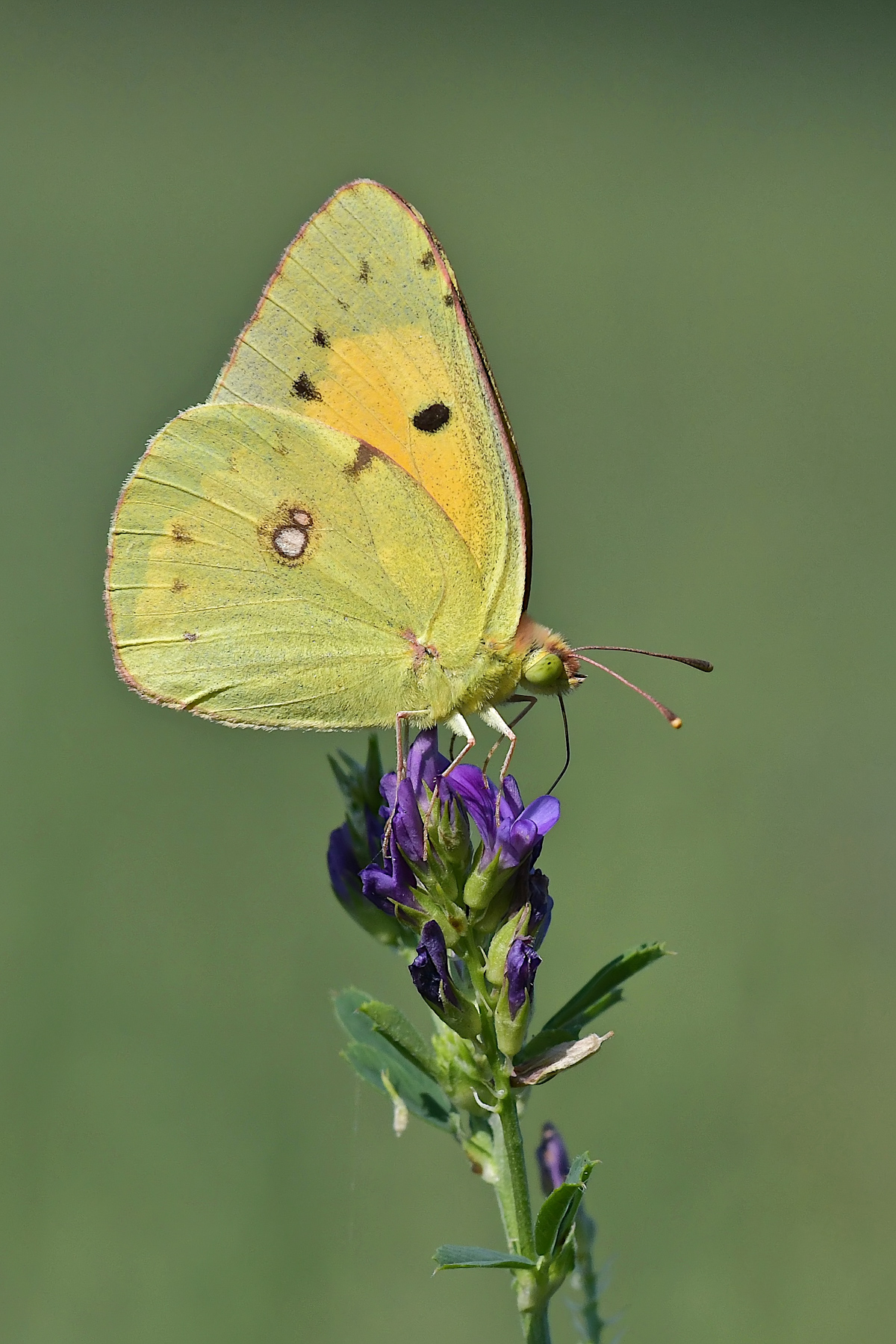 Colias crocea su erba medica