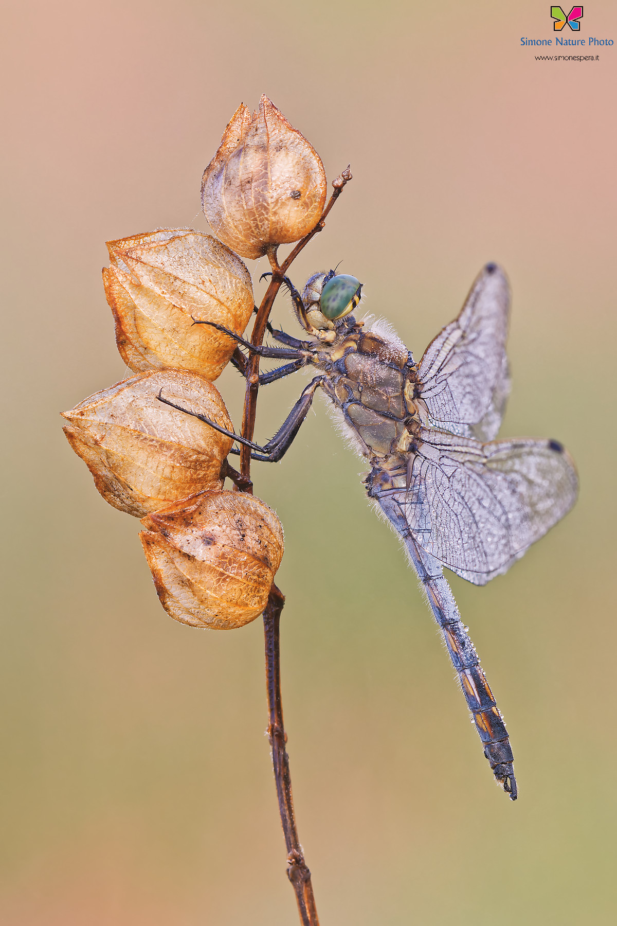 Orthetrum cancellatum